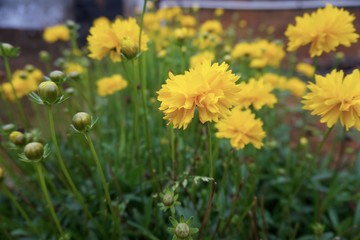 Flowers in the garden