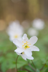 Vertical selective focus shot of a white anemone flower