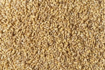 Kasza pęczak rozsypana na całej powieżchni, zbliżenie makro