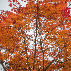 Beautiful scene of colorful orange maple tree for background and copy space