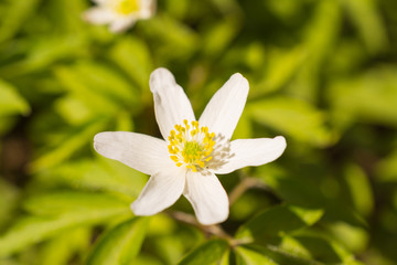 Springtime Anemones close up