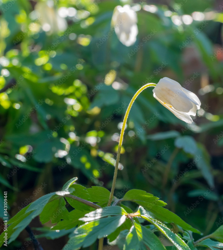 Sticker sunny illuminated white flower heads