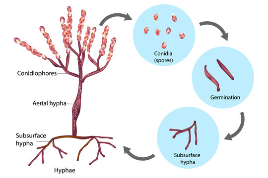 Reproductive Structures of Penicillium. Life cycle