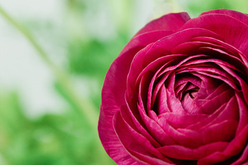 A single simple hot pink magenta ranunculus with a bright green stems and leaves in a vase against a white and gray marbled background