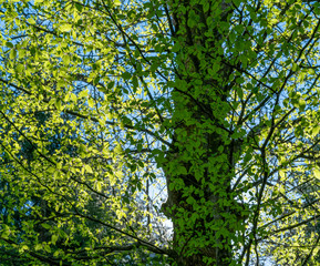 Obraz premium sunny illuminated forest scenery