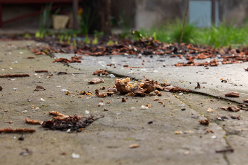 Crushed walnut lies on the ground. Wet concrete floor with leaves. Green grass at the back