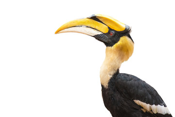 Closeup The Great Hornbill on white background