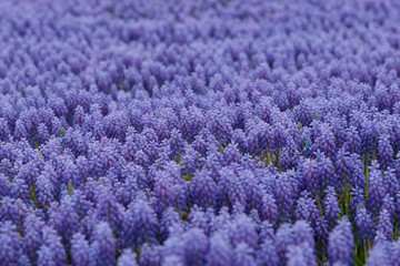 Obraz na płótnie Canvas Purple color flowers, seamless texture of lilac violet field of blossom in fade tones.