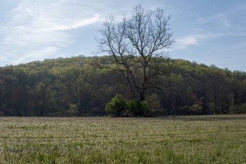 landscape with trees
