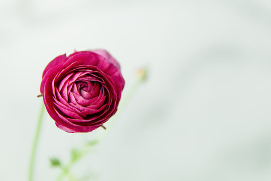 A single simple hot pink magenta ranunculus with a bright green stems and leaves in a vase against a white and gray marbled background