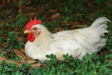 The Baby Rhode Island cock is rest in garden at thailand