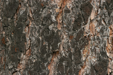 Natural texture: bark of old conifer, spruce or pine. Closeup of natural elements in natural light in summer.
