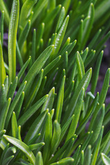 Natural texture: young shoots of grass close-up. Fresh sprouts of greens in the early spring on a lawn.