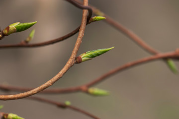 The thin branches of the vine intertwined. A closeup of natural beauty.