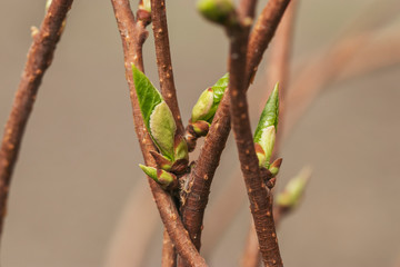 The thin branches of the vine intertwined. A closeup of natural beauty.