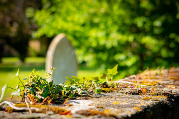 Shallow focus of wild ivy seen creeping its way on an old, cemetery wall. A distant grave stone is...