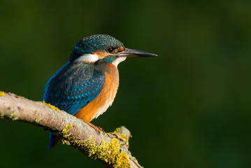 Сommon European kingfisher, Alcedo atthis. A young bird sits on an old beautiful dry branch