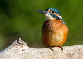 Сommon European kingfisher, Alcedo atthis. A young bird sits on an old beautiful dry branch