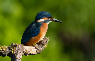 Сommon European kingfisher, Alcedo atthis. A young bird sits on an old beautiful dry branch