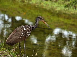 cute little limpkin at the canal