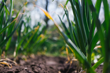 Garlic planted in a row on a garden bed. Green garlic leaves. Fragrant garlic in the country. Growing vegetables.