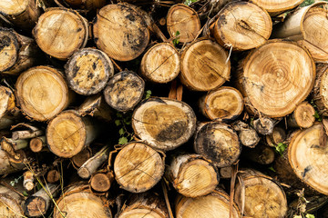 A pile of cut wood stump log texture