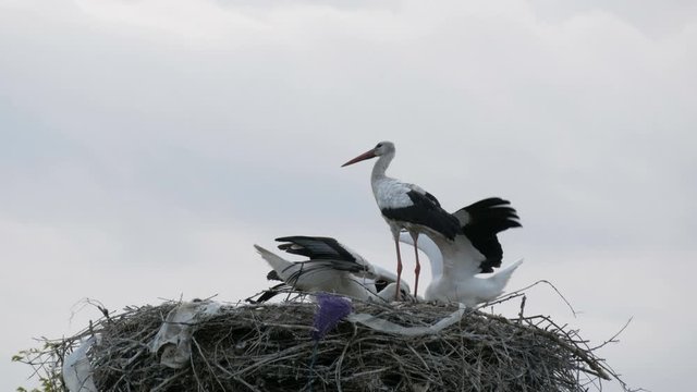 A group of large storks eat in a nest that is located high above the ground