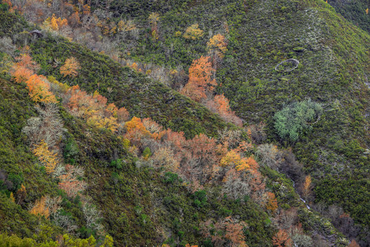 Alternation Of Deciduous Forests And Perennial Shrubs