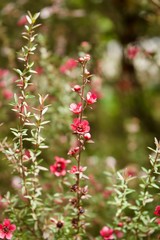 Pink wild flower in open field