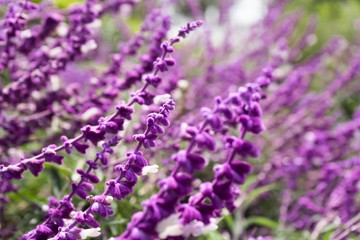 Fototapeta na wymiar wild purple flowers on field, close up
