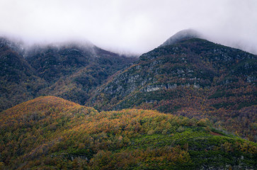 Deciduous Native Forest at the foot of mist covered quartzite Mountains