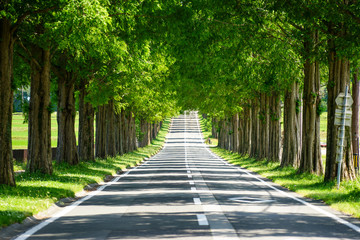 滋賀県のメタセコイア並木道の新緑