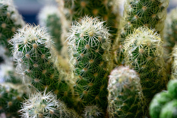 cactus plants macro photo