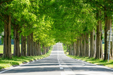 Fototapeta na wymiar 滋賀県のメタセコイア並木道の新緑