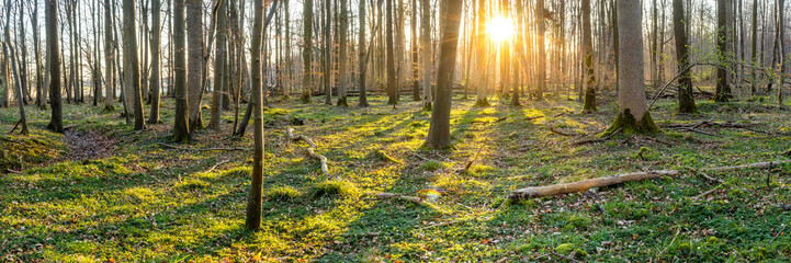 Sonnenaufgang im Wald