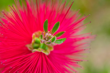 Crimson bottle brush myrtle in close up