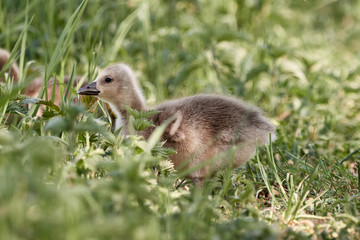 Cute greylag goose chick (Anser anser gosling) walking in the grass in nature on a sunny spring day