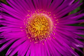 Obraz premium Hottentot fig flower macro photo of the petal