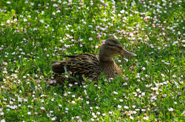 Mallard duck and flowers