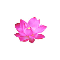 Lotus flower isolated on white background.