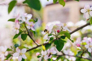 Apple blossom tree. Pink flowers. A bee pollinates a flower on a branch.Spring flowers bloomed in the sun.