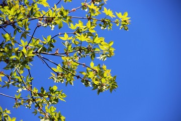 aspen branches with green foliage against a blue sky