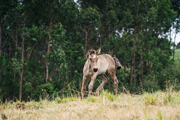A mare with her young in the wild in a green meadow with trees