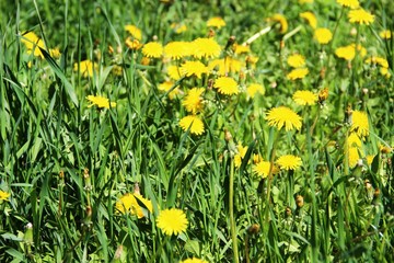 lots bright yellow dandelions on the green lawn. lots yellow dandelions, floral background