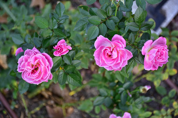 colorful roses on versatile background