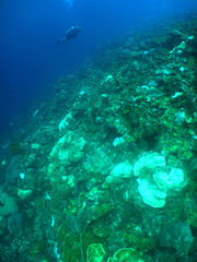 Fototapeta na wymiar scuba diver caribbean sea Bonaire