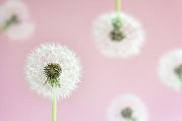 head of faded dandelion on a delicate pink background