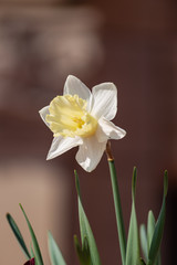 colorful flowers  at eastern season