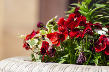 colorful flowers  at eastern season