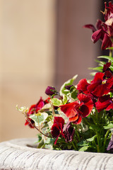 colorful flowers  at eastern season